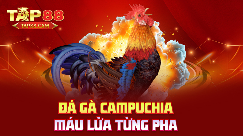 Đá gà campuchia – máu lửa từng pha