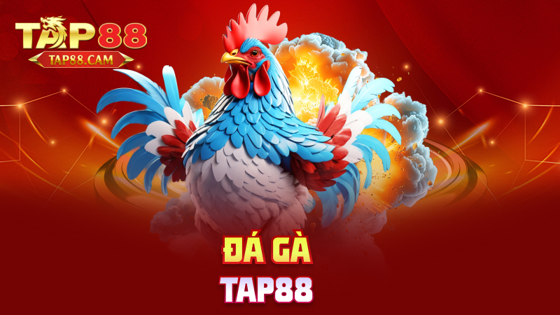 Đá gà tap88